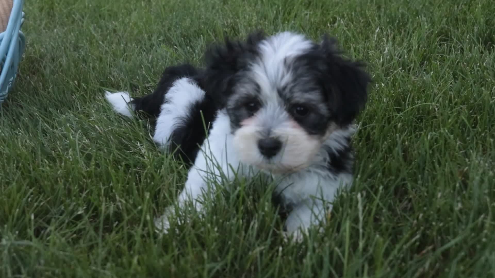 Havanese dogs for sale: Francesca - Video 1