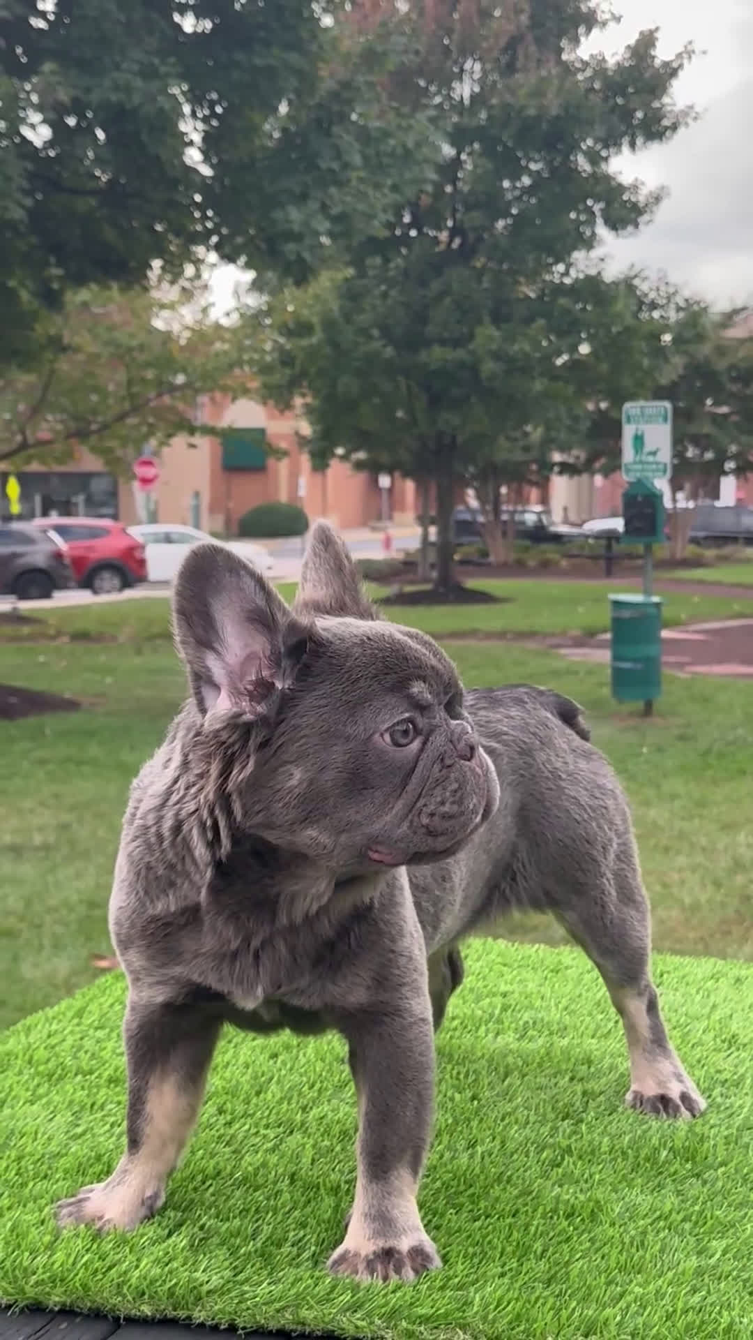 French Bulldog dogs for sale: Chanel - Video 1