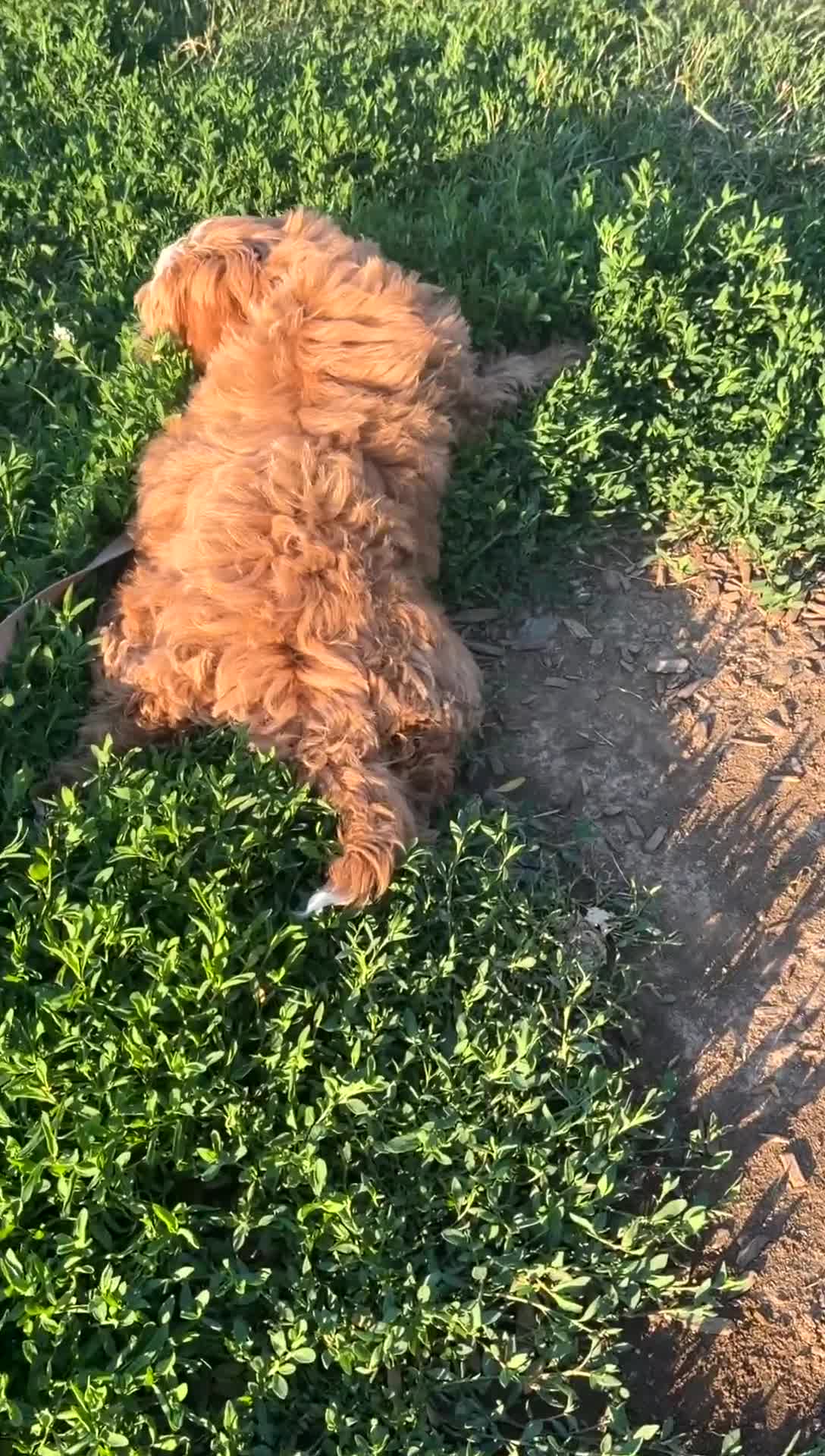 Mini Goldendoodle dogs for sale: CoCo - Video 1