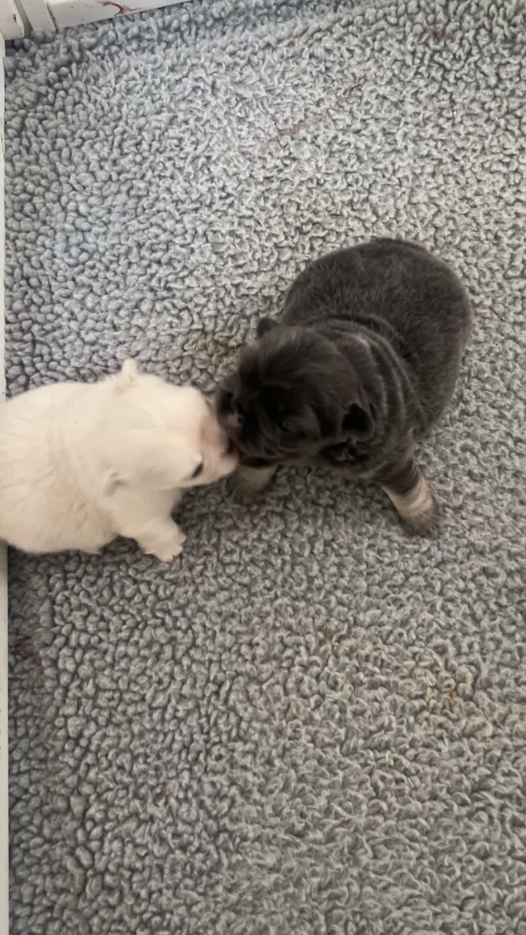French Bulldog dogs for sale: Garth - Video 2