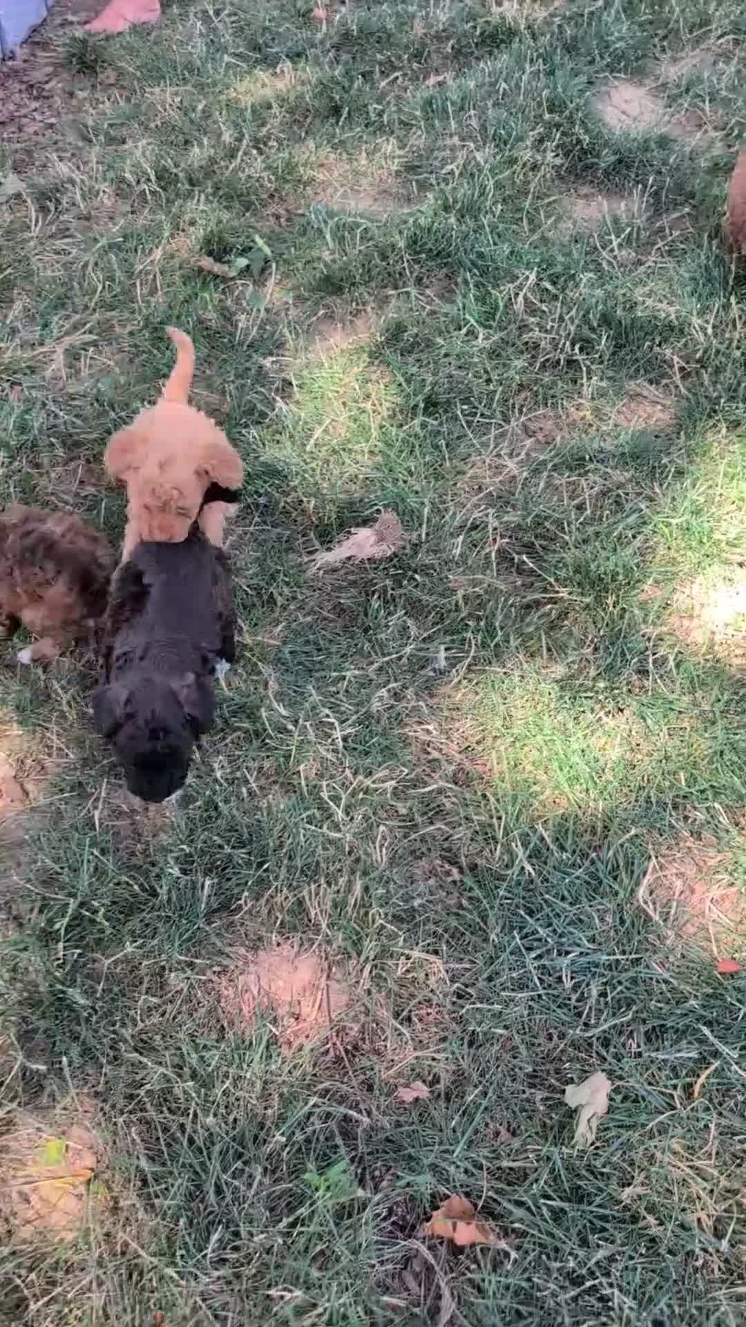 Toy Poodle dogs for sale: Pax - Video 1