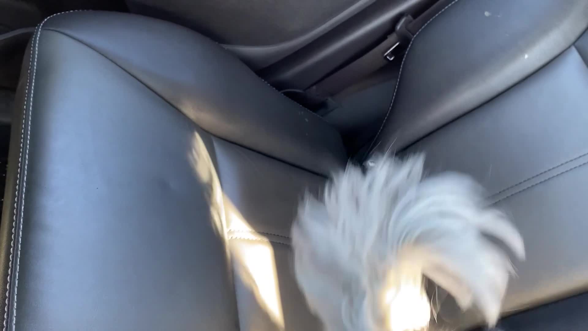 Shih Tzu dogs for sale: Shih Tzu  - Video 2