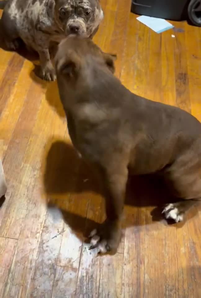 American Bully dogs for sale: Avenga - Video 1