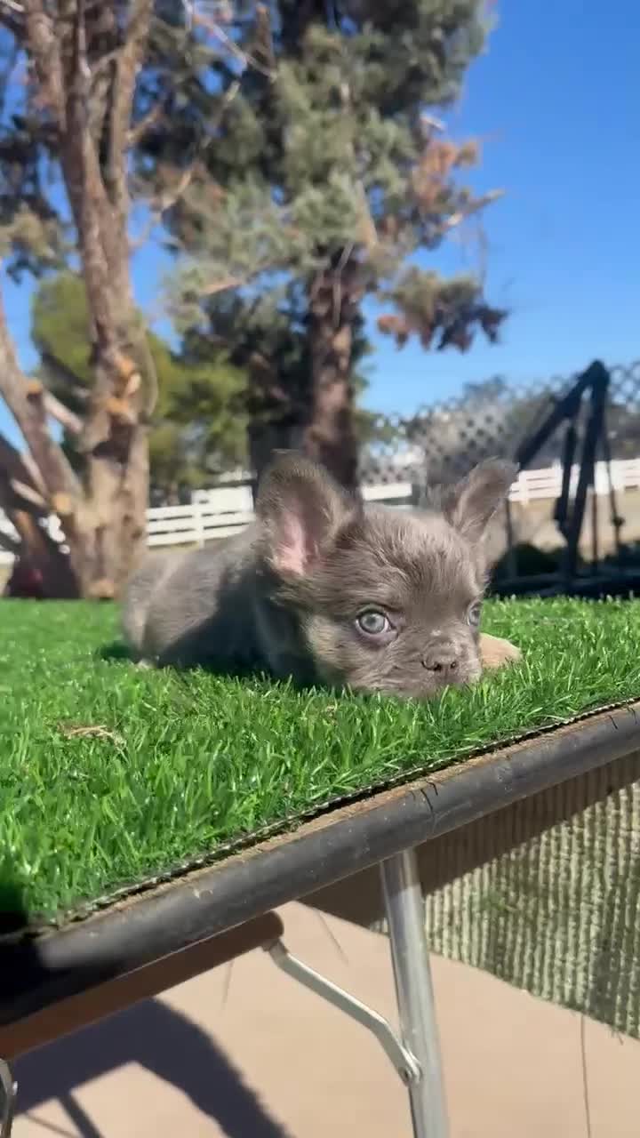 French Bulldog dogs for sale: Rocky 🩶 Rare Lilac Tan Fluffy in LA, CA-USA DELIVERY & FINANCING OPTIONS AVAILABLE! - Video 2