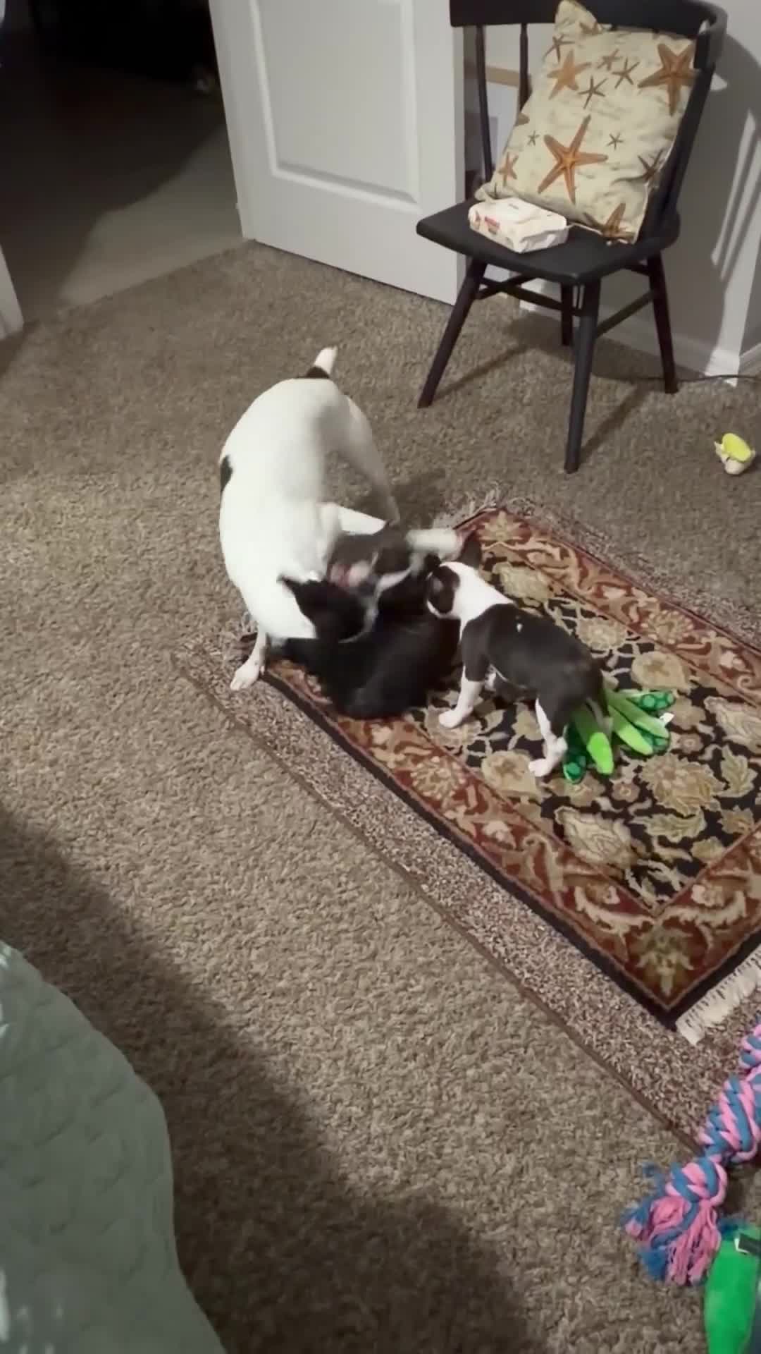 Boston Terrier dogs for sale: Jesse  - Video 2
