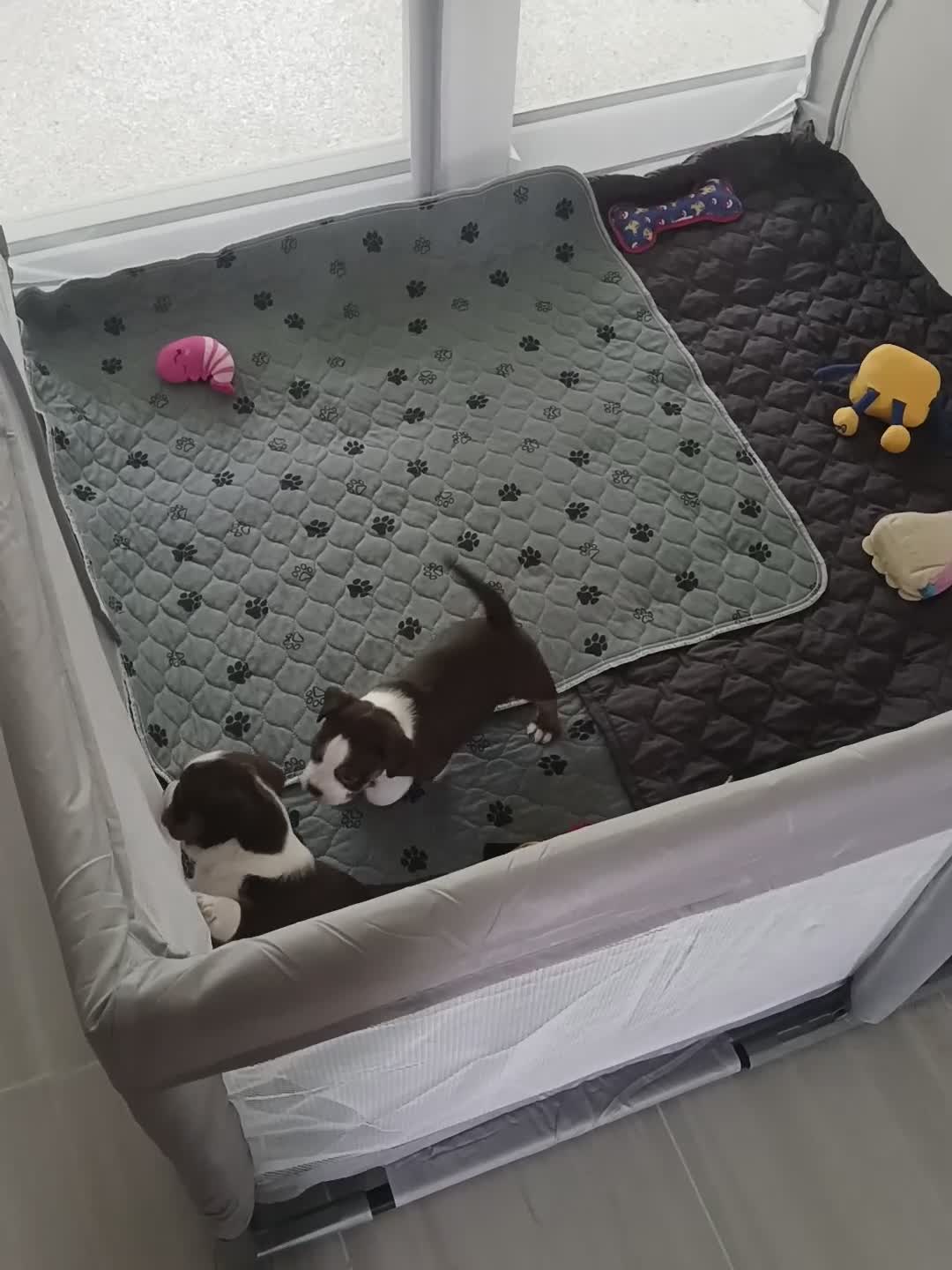 Mixed Breed dogs for sale: Mixed Breed 2 - Video 1