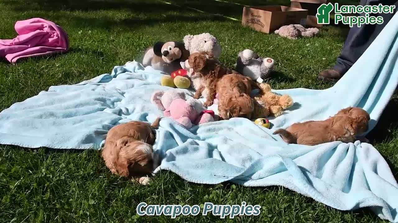 Cavapoo dogs for sale: Bella Mia - Video 1