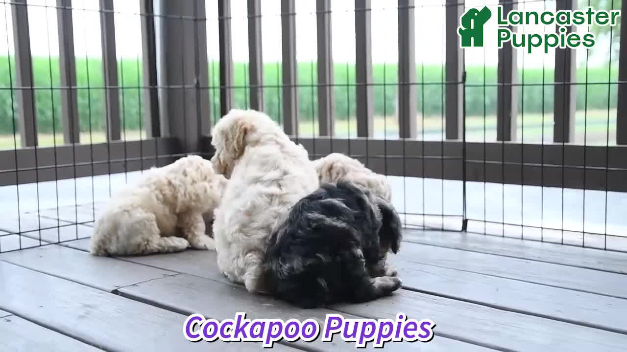 Cockapoo dogs for sale: Randy - Video 1