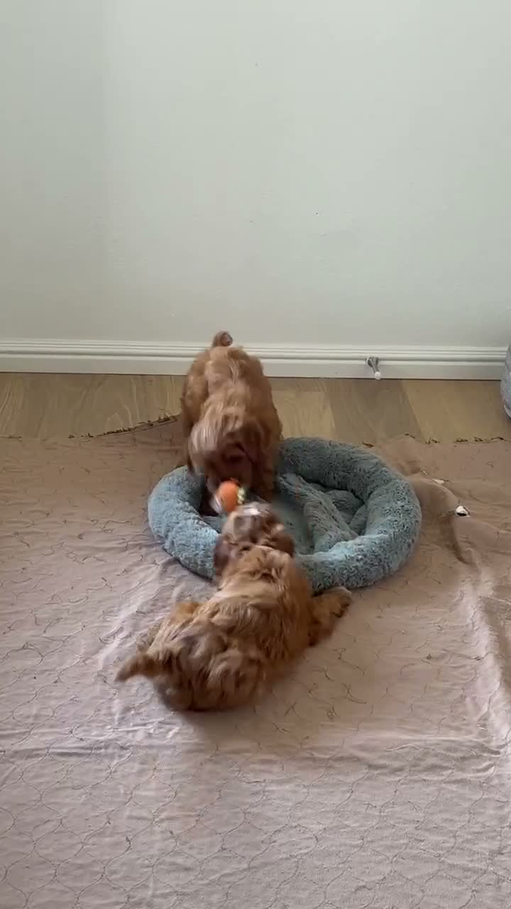Cavapoo dogs for sale: Aliie - Video 1
