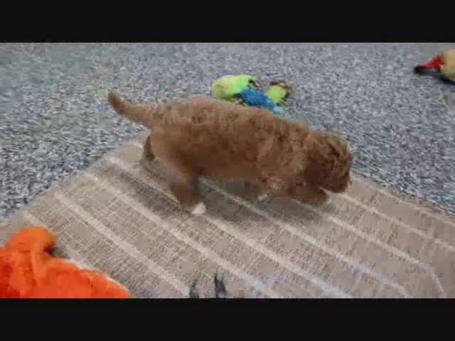 Mini Goldendoodle dogs for sale: Arnold - Video 1