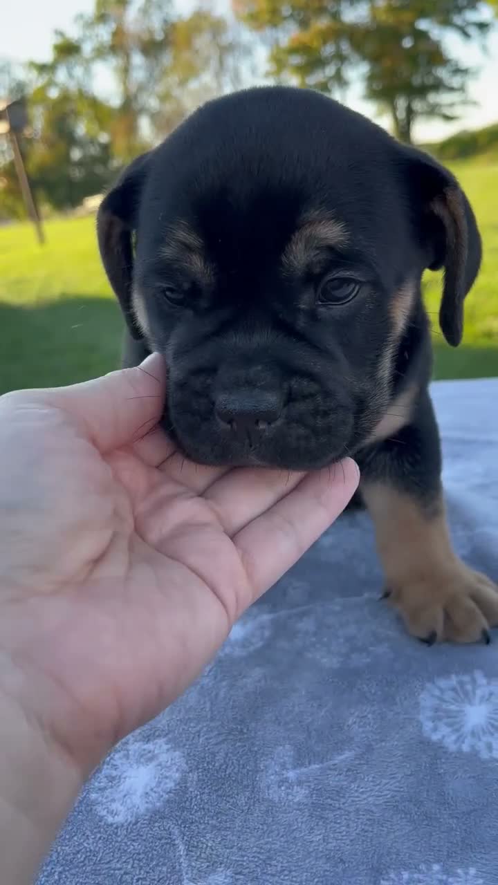 Beabull dogs for sale: Aurora - Video 1