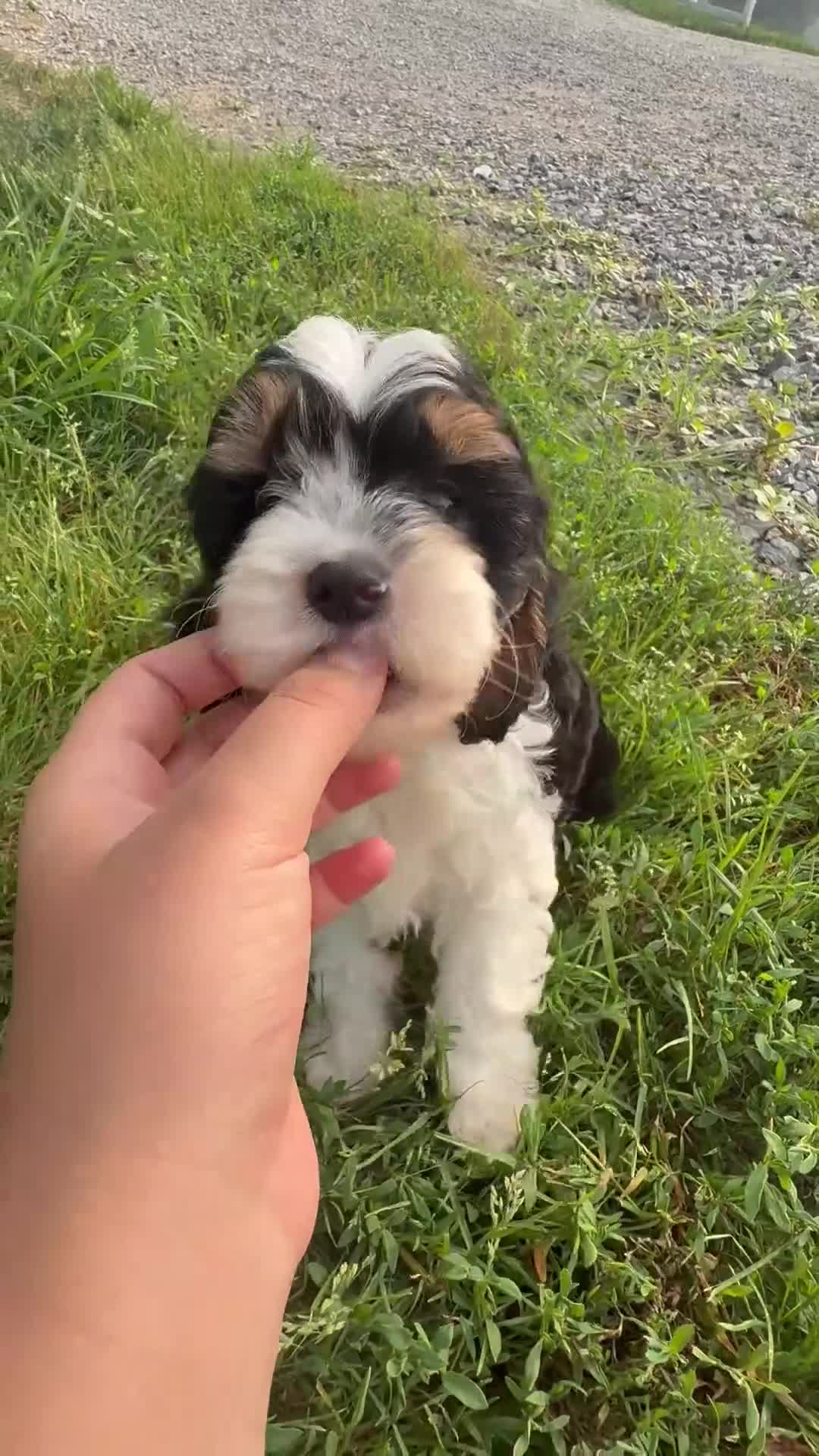 Cavapoo dogs for sale: Dante - Video 1
