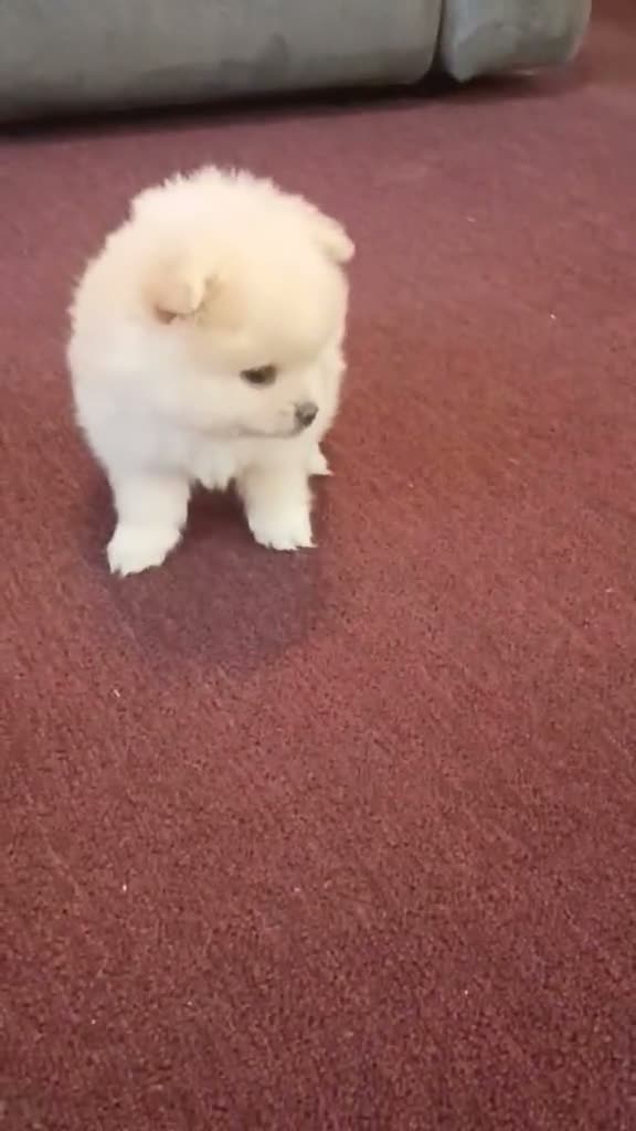 Pomeranian dogs for sale: BEAR FACE BELLA  - Video 1