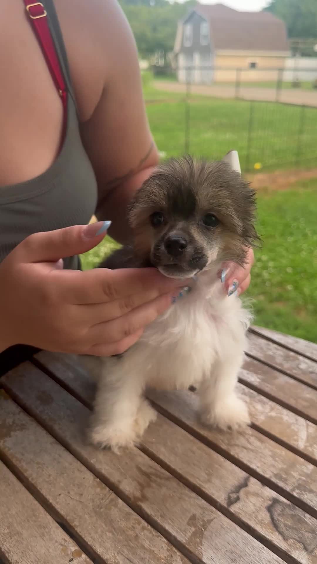 Chinese Crested dogs for sale: Striker  - Video 2