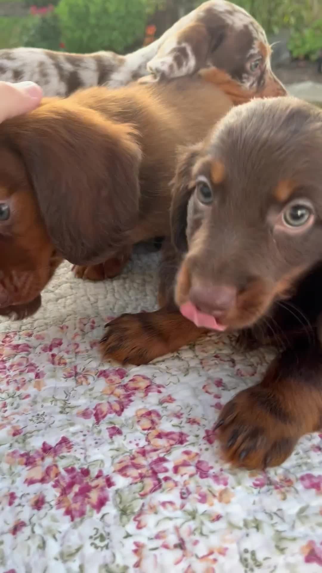 Miniature Dachshund dogs for sale: Noah - Video 2