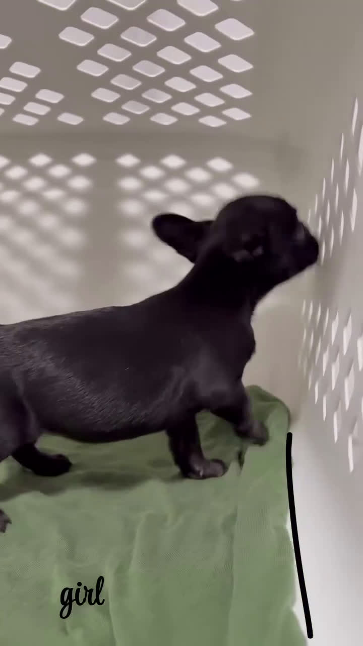 French Bulldog dogs for sale: French Bulldog Puppy 7 - Video 1