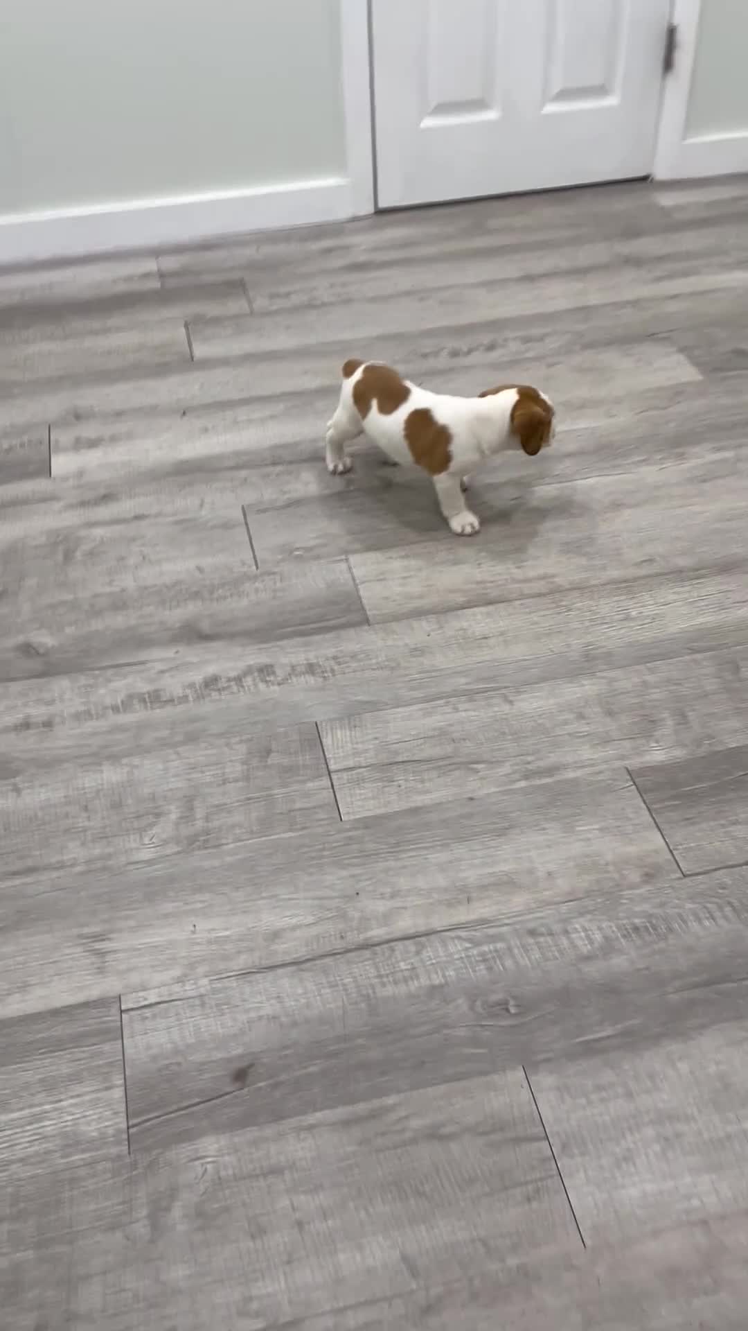 Beabull dogs for sale: Duke - Video 3
