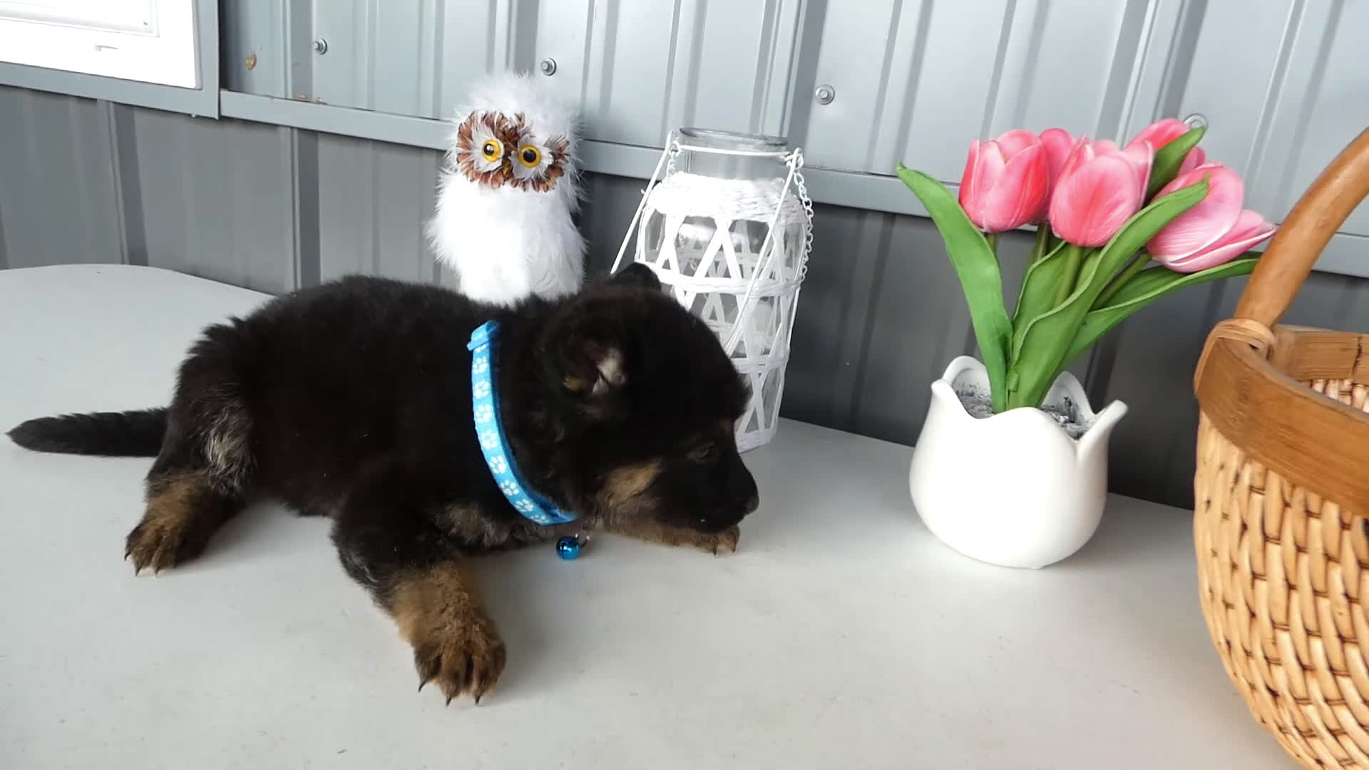 German Shepherd dogs for sale: German Shepherd Puppy 8 Macy - Video 1