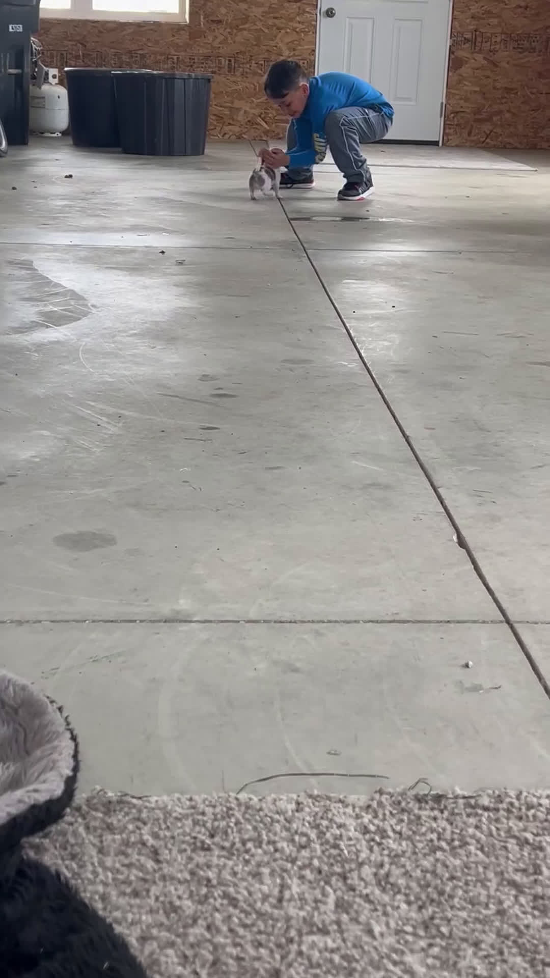 Chihuahua dogs for sale: Zoe - Video 1