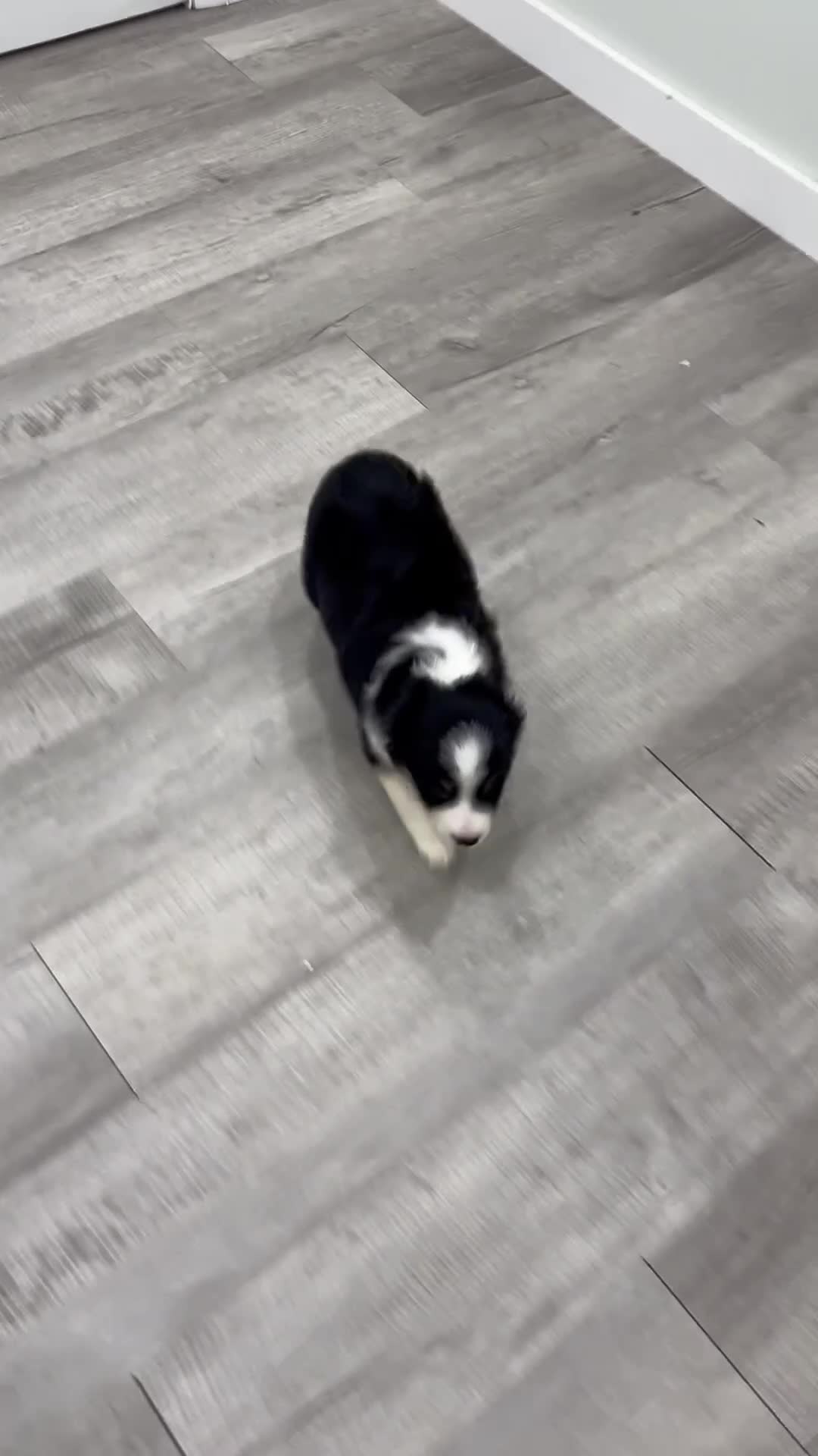 Miniature Australian Shepherd dogs for sale: Tommy - Video 1