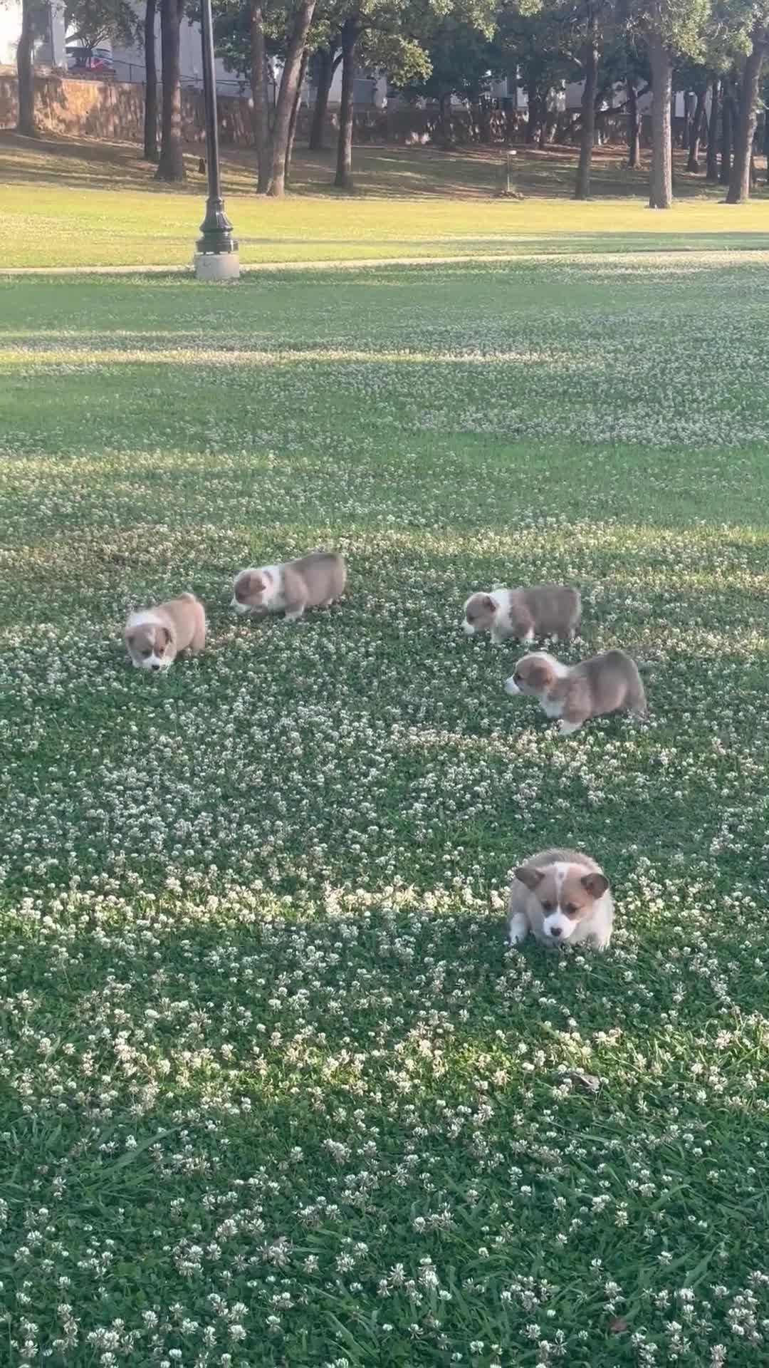 Welsh Corgi Pembroke dogs for sale: Welsh Corgi Pembroke Puppy 1 - Video 1