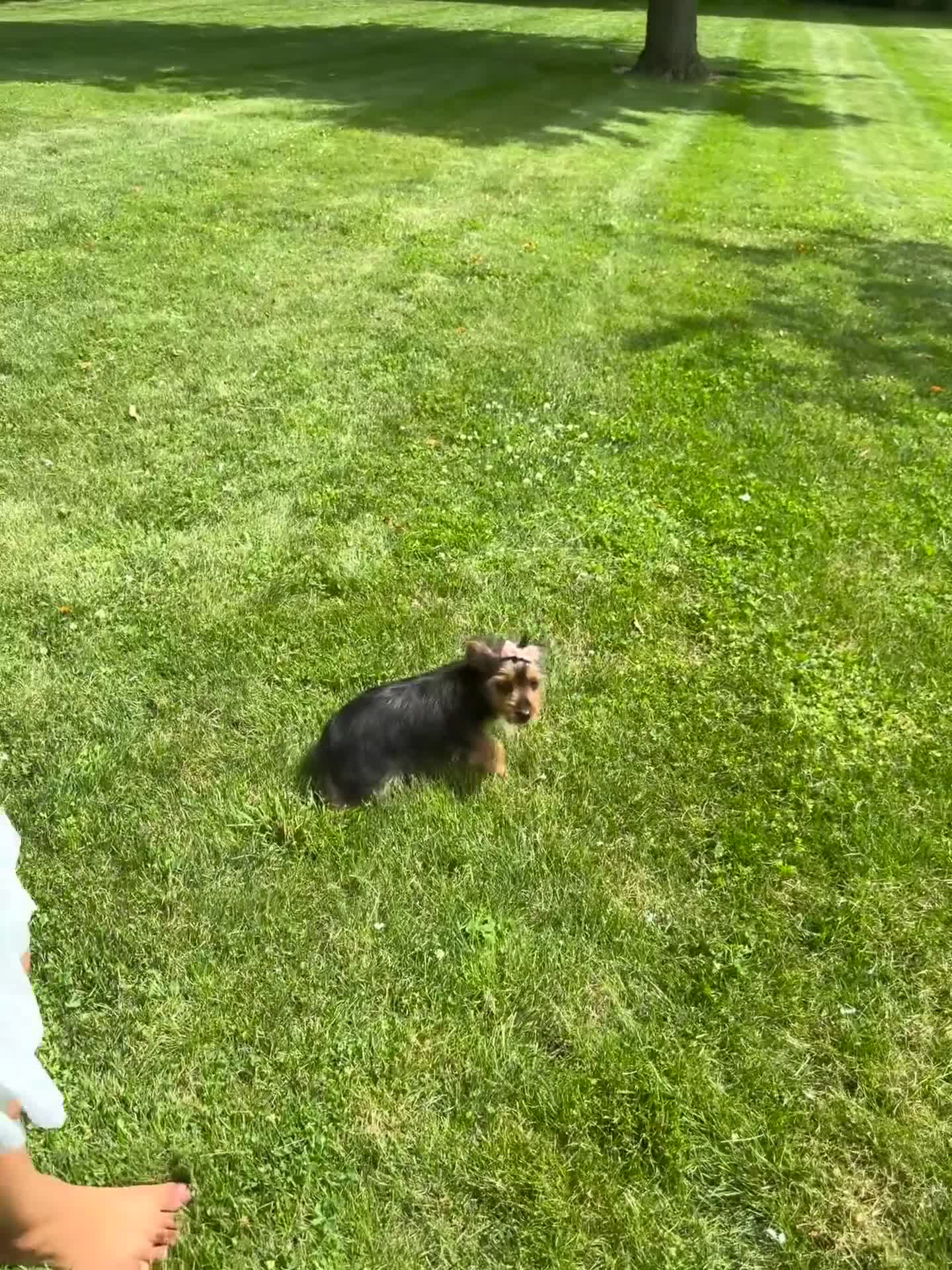 Yorkshire Terrier dogs for sale: Sage - Video 1