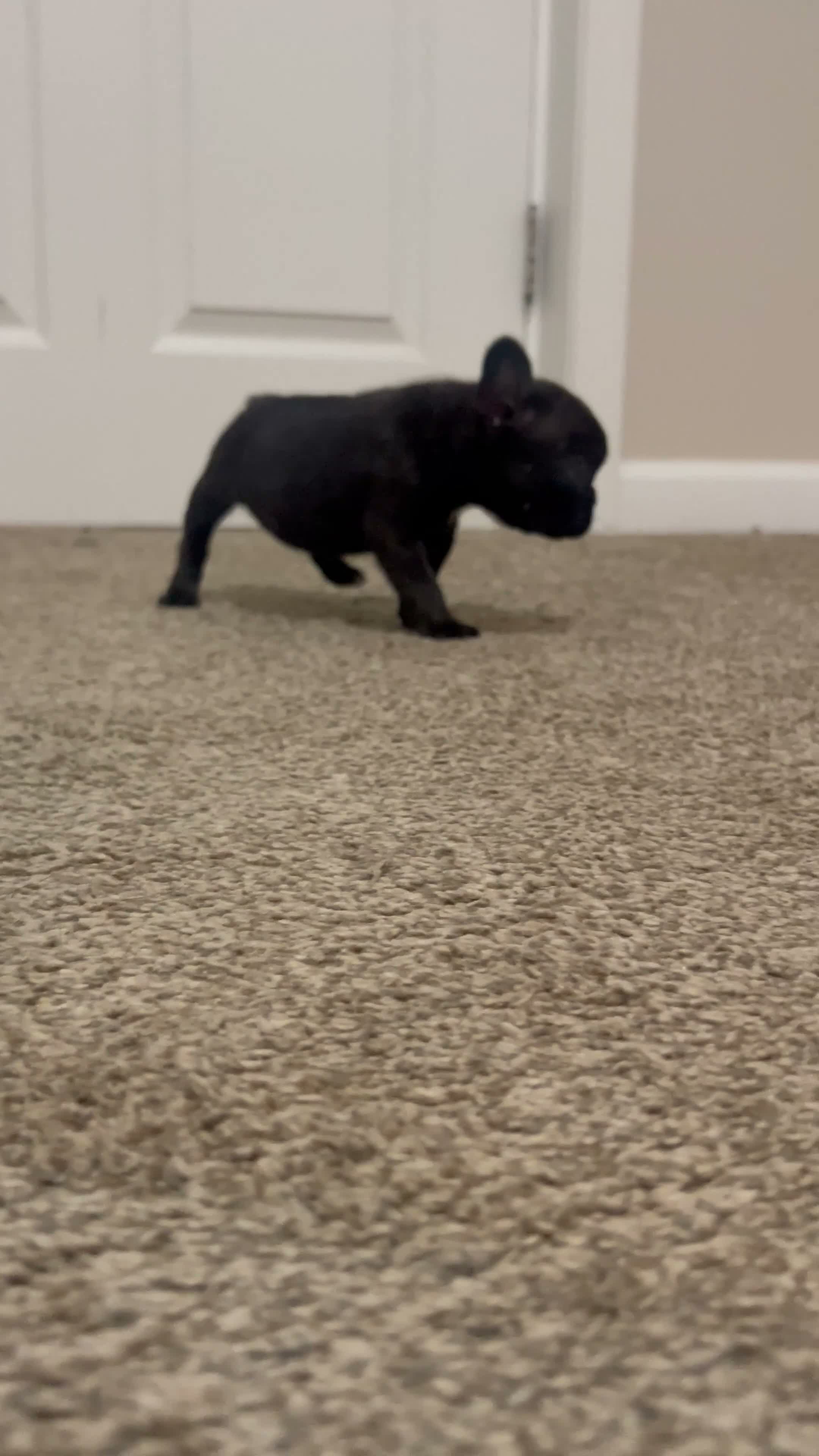 Frenchton dogs for sale: Bear - Video 2