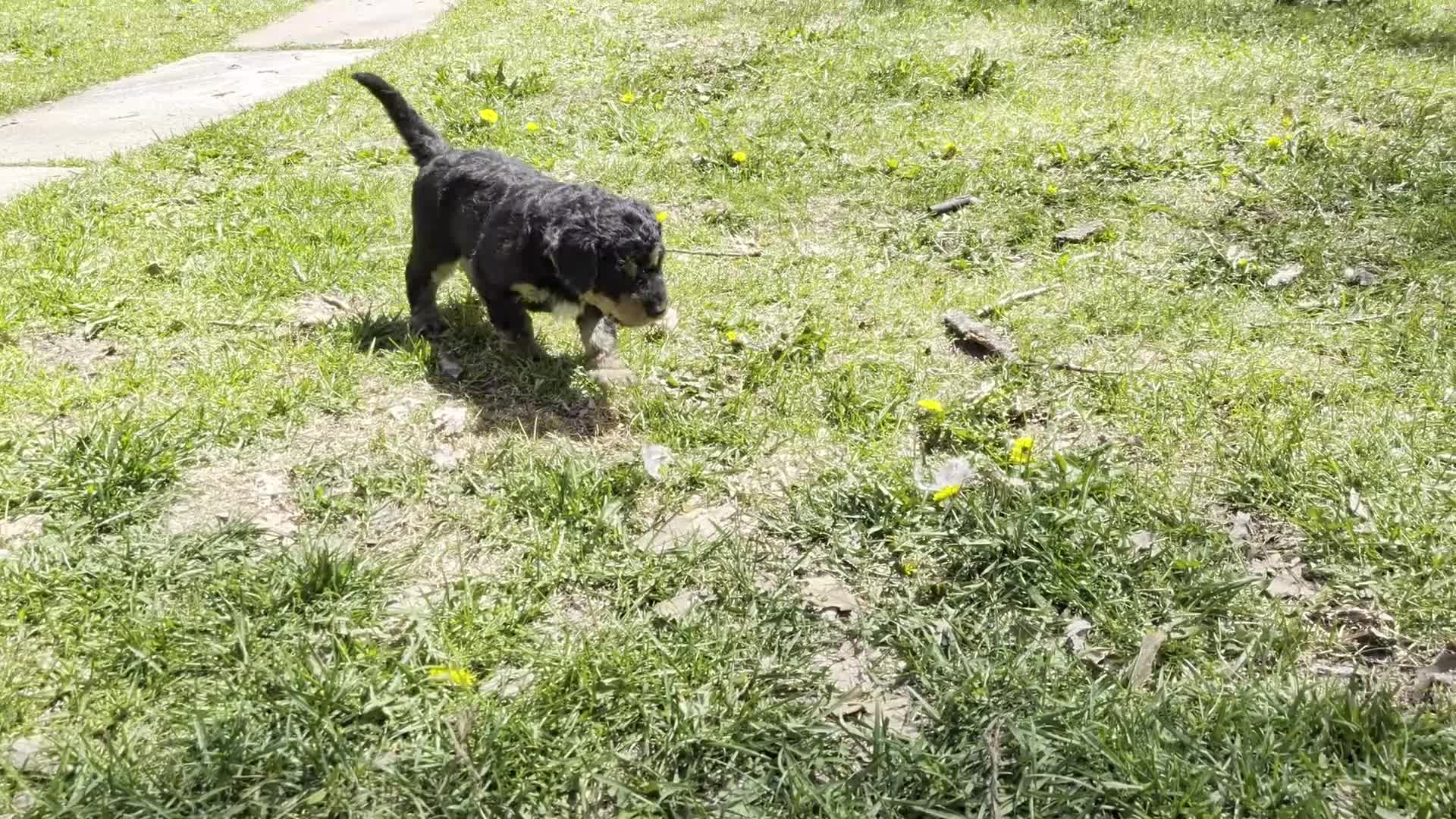 Mixed Breed dogs for sale: Snickers - Video 4