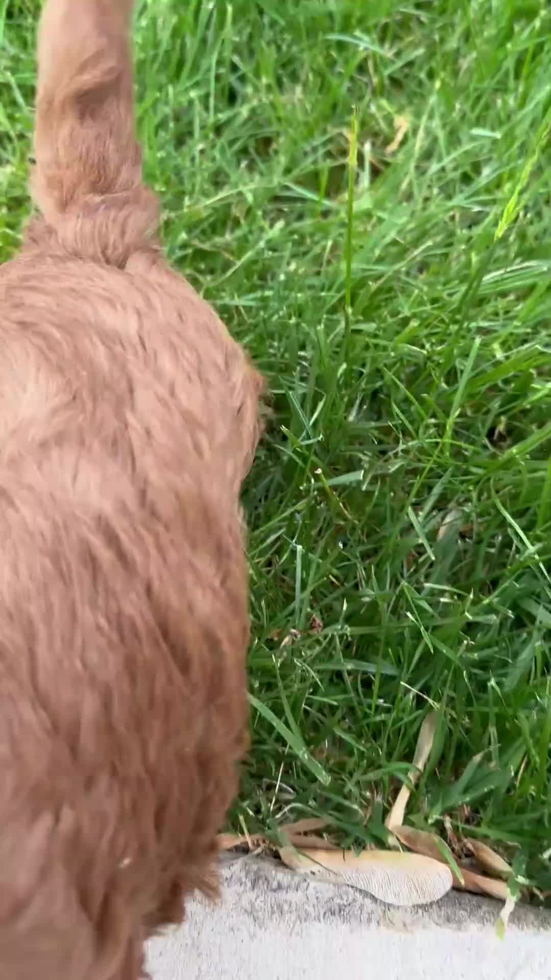 Cavapoo dogs for sale: Milo - Video 2