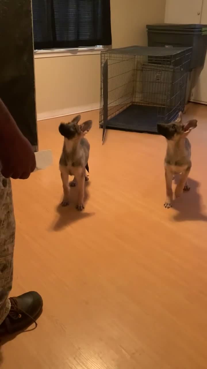 German Shepherd dogs for sale: German Shepherd 2 - Video 1