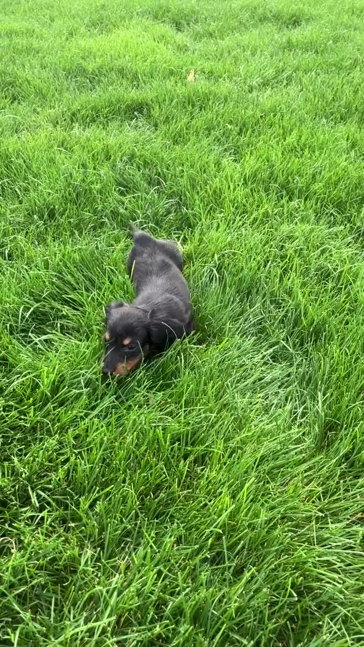 Miniature Dachshund dogs for sale: Miniature Dachshund litter of 6 puppies - Video 3