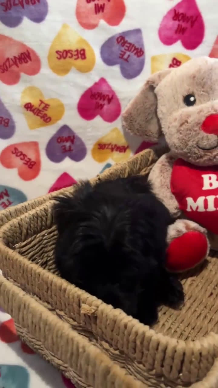 Yochon dogs for sale: Chai - Video 1