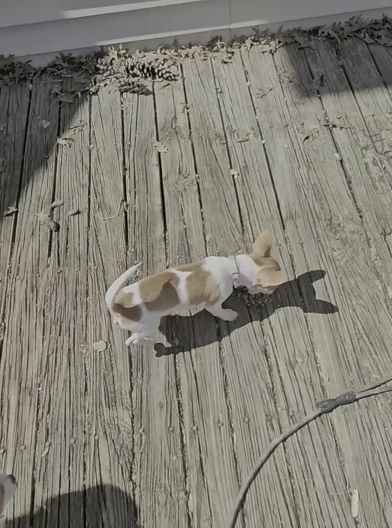 Chihuahua dogs for sale: Chihuahua Puppy 1 - Video 1