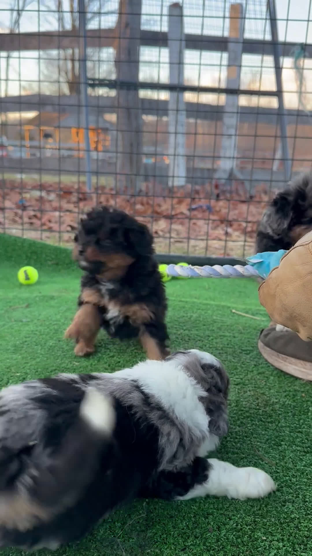 Mini Aussiedoodle dogs for sale: Goose - Video 2