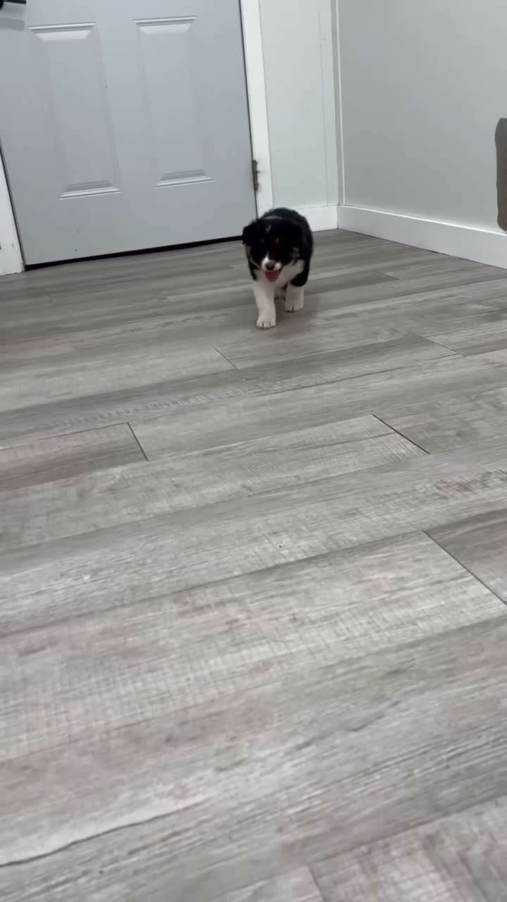 Australian Shepherd dogs for sale: Luna - Video 1