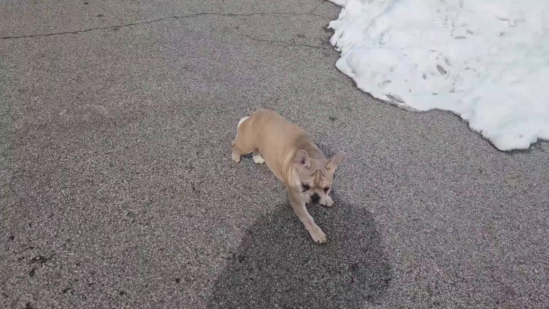 French Bulldog dogs for sale: French Bulldog Puppy 4 - Video 1