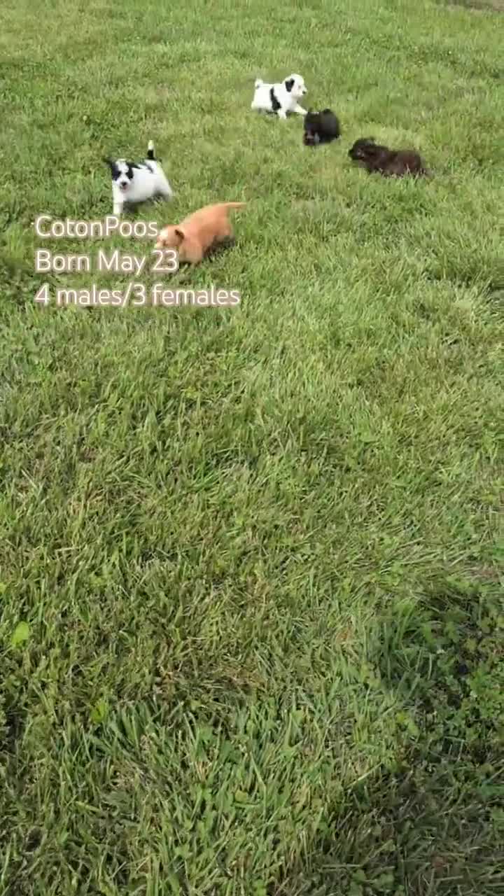Mixed Breed dogs for sale: Dolly - Video 2