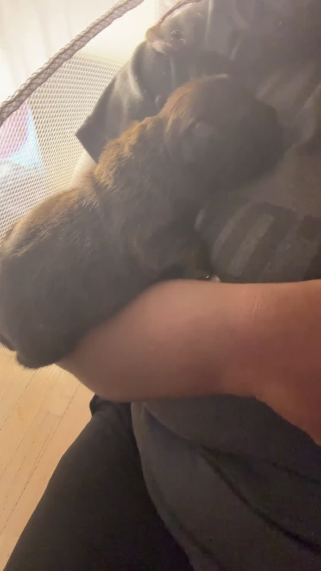 Mixed Breed dogs for sale: Finn - Video 1