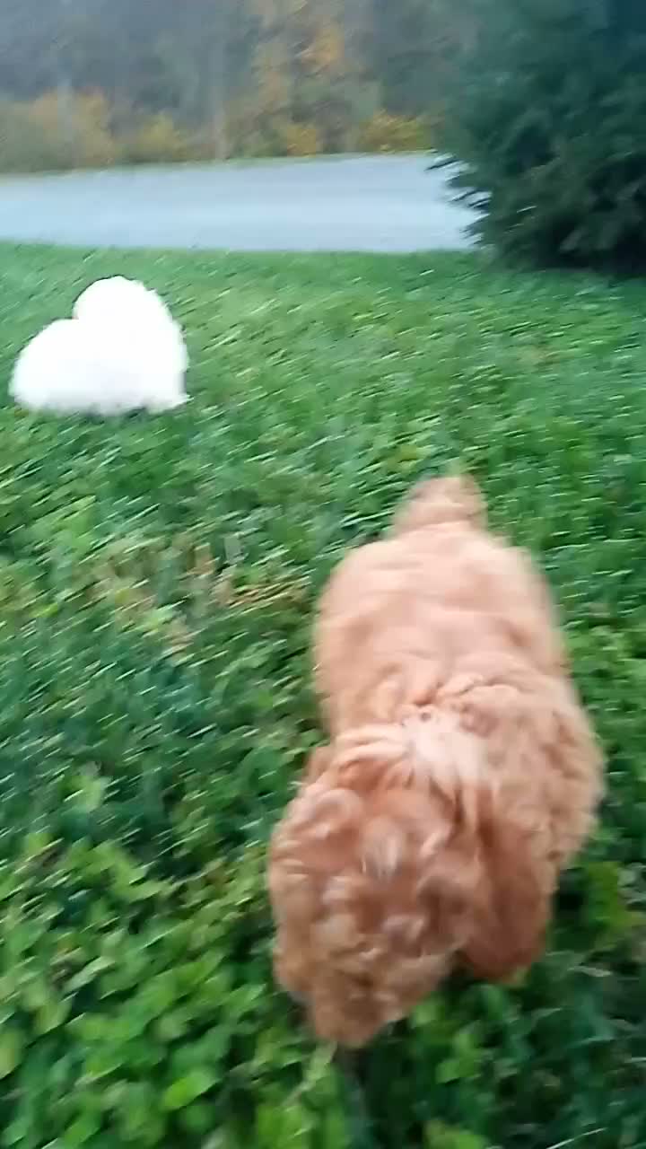 Toy Poodle dogs for sale: Precious - Video 1
