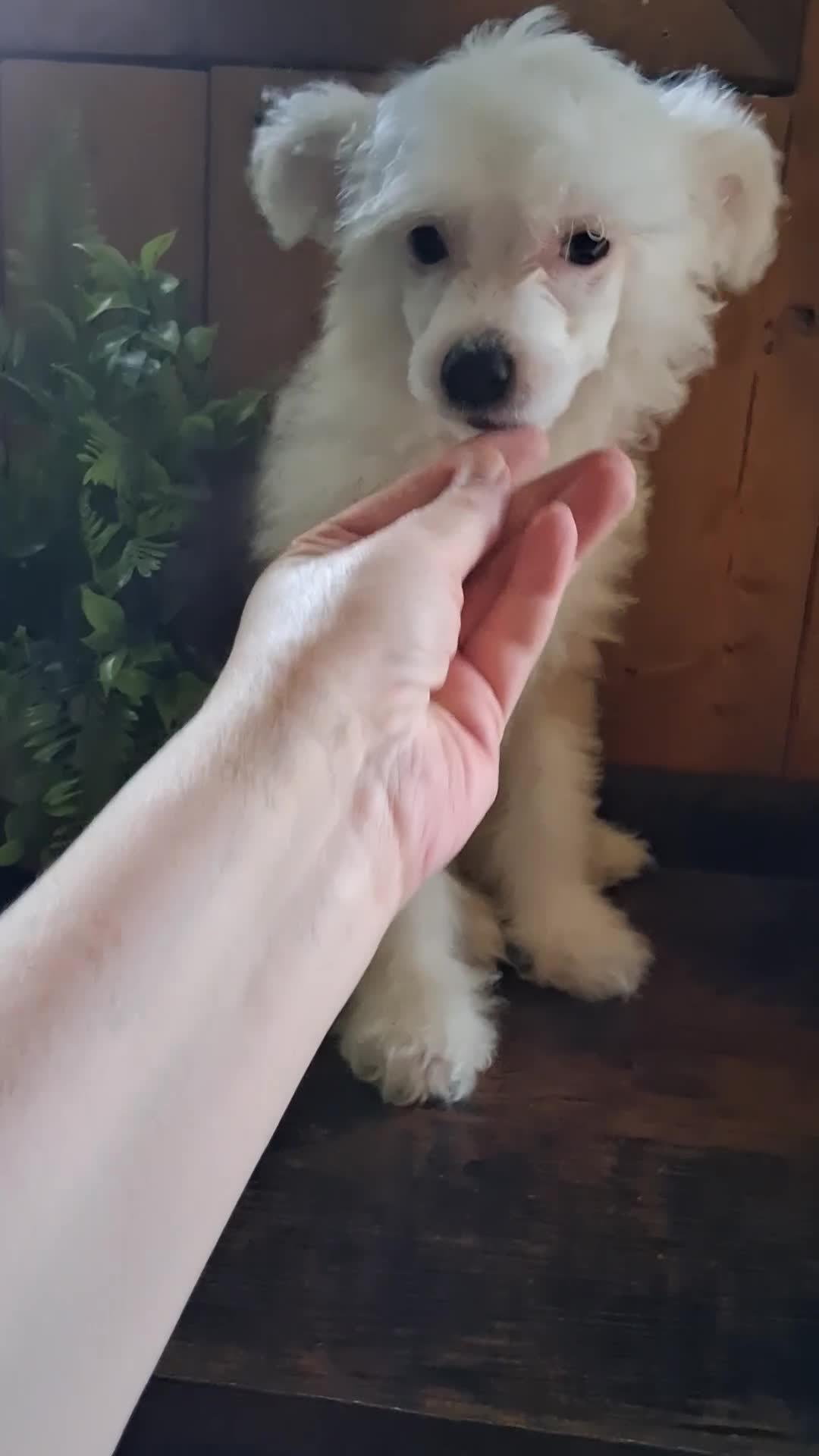 Chinese Crested dogs for sale: Chinese Crested 1 - Video 1