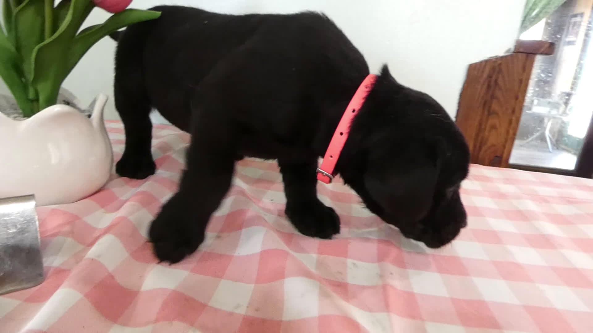 Labrador Retriever dogs for sale: Labrador Retriever Puppy 5 Skettles - Video 1