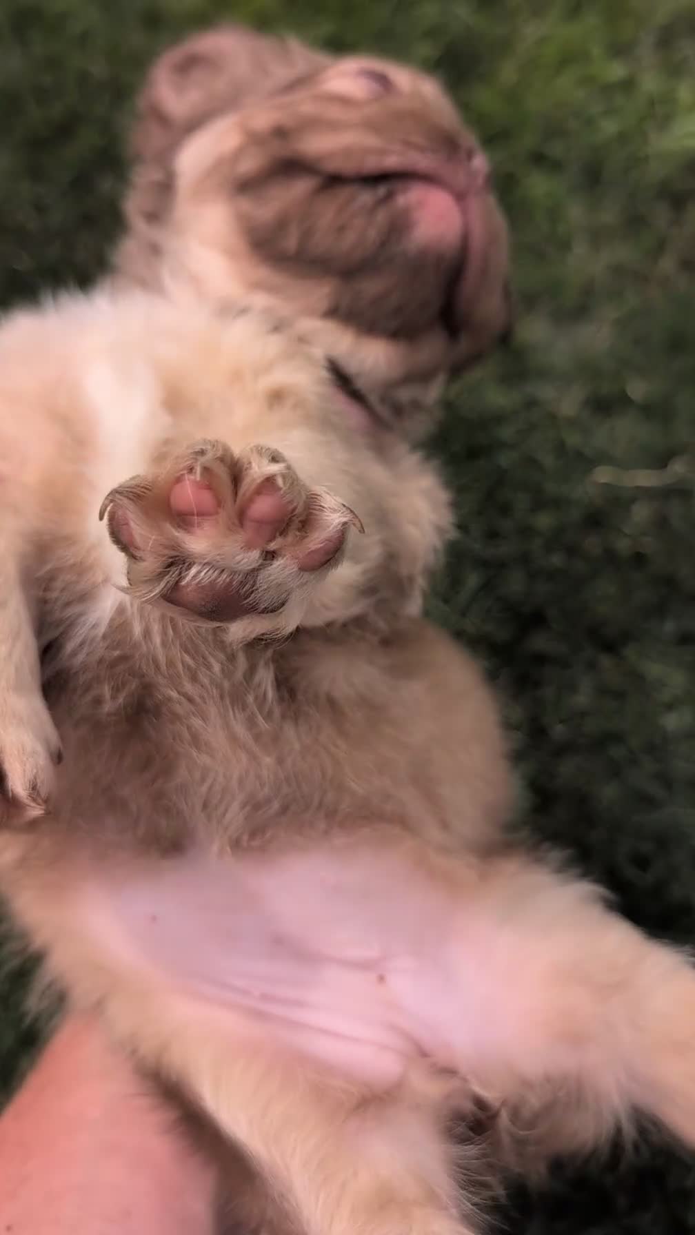 French Bulldog dogs for sale: Skye - Video 1