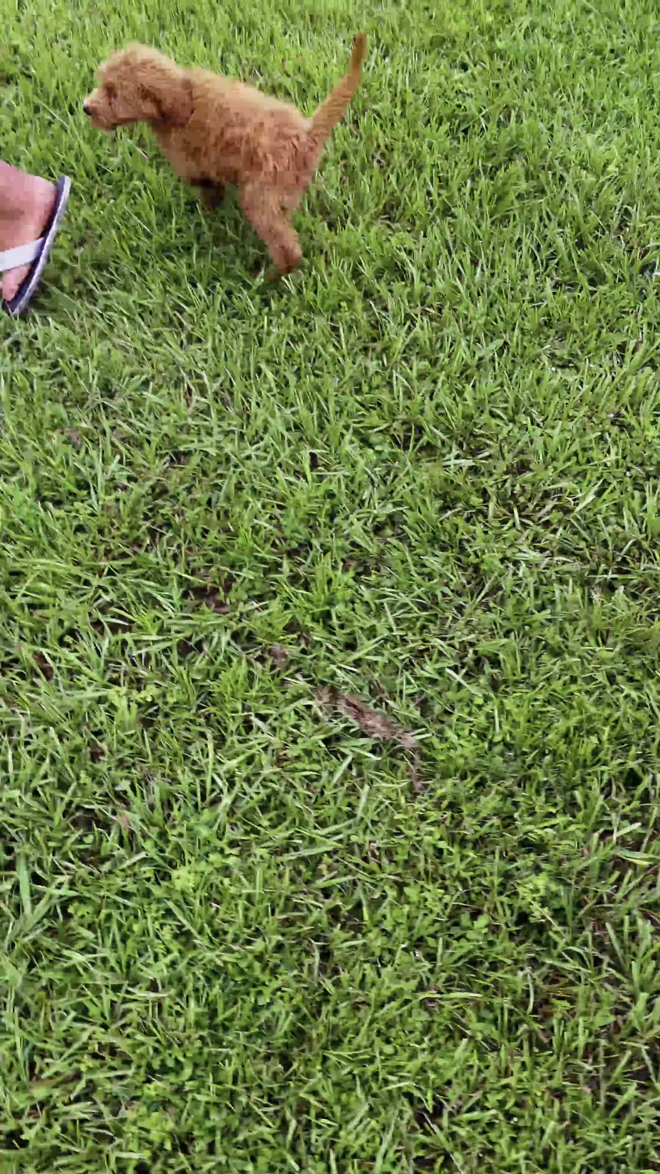 Goldendoodle dogs for sale: Teddy - Video 1