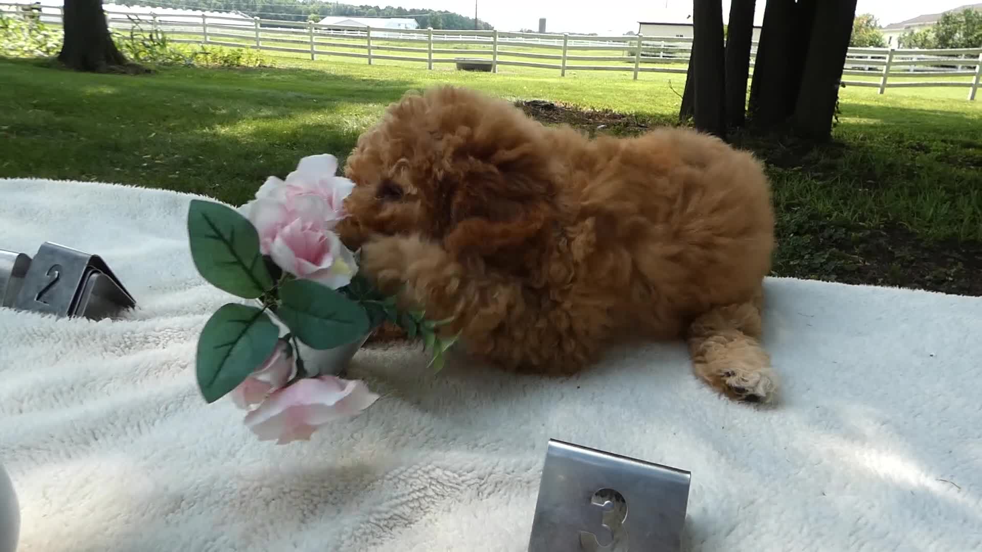 Mini Goldendoodle dogs for sale: Mini Goldendoodle 3 Kelly - Video 1