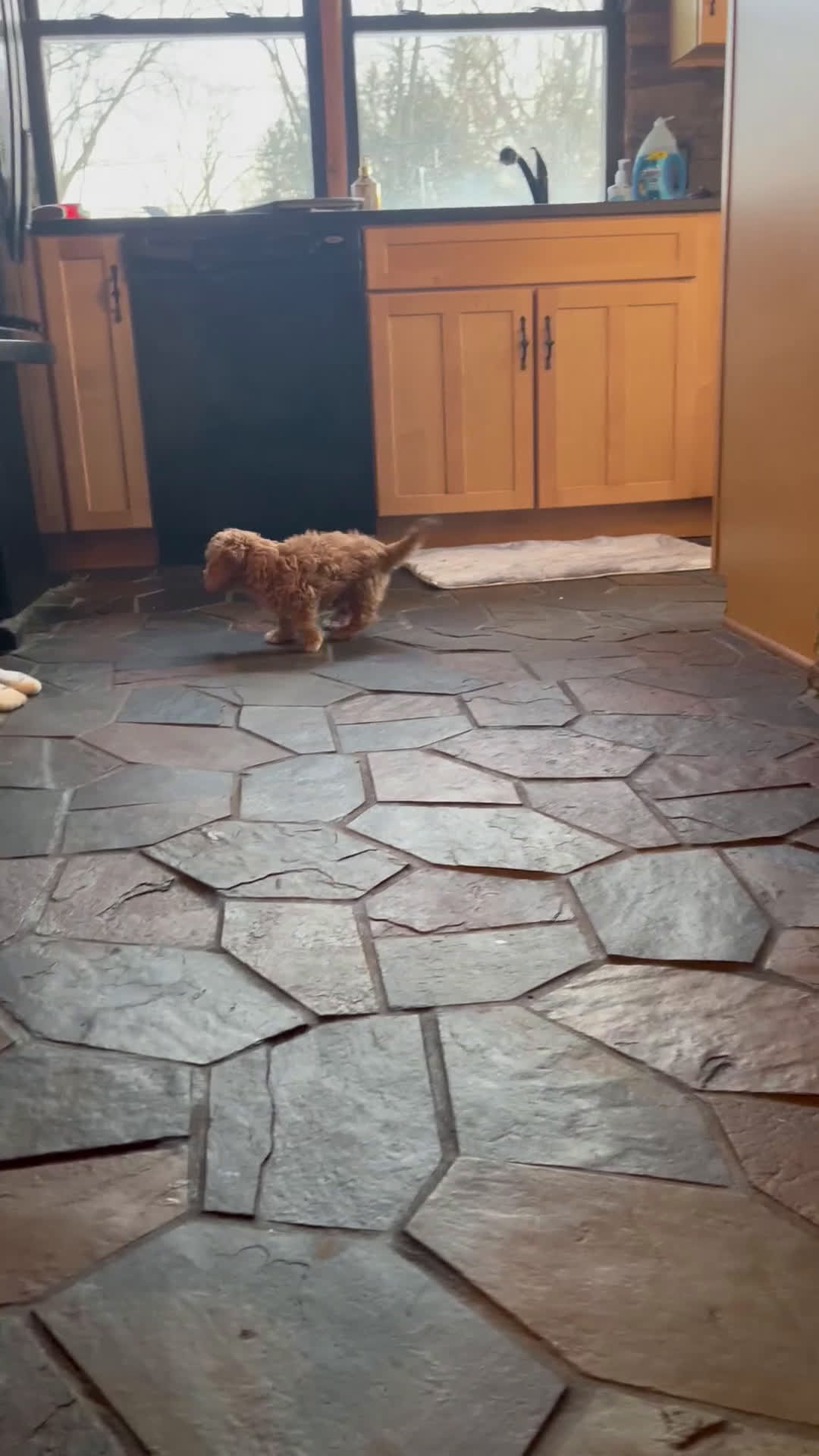 Bichpoo dogs for sale: Butterscotch  - Video 1