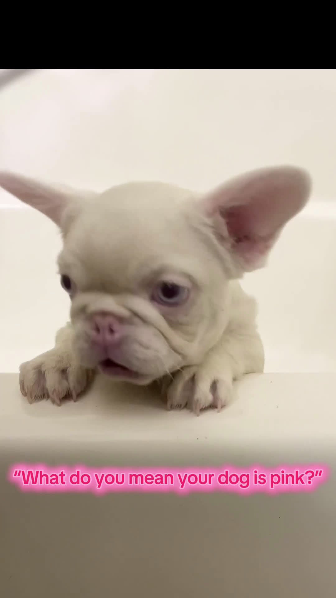 French Bulldog dogs for sale: Yang the Pink Micro - Video 1