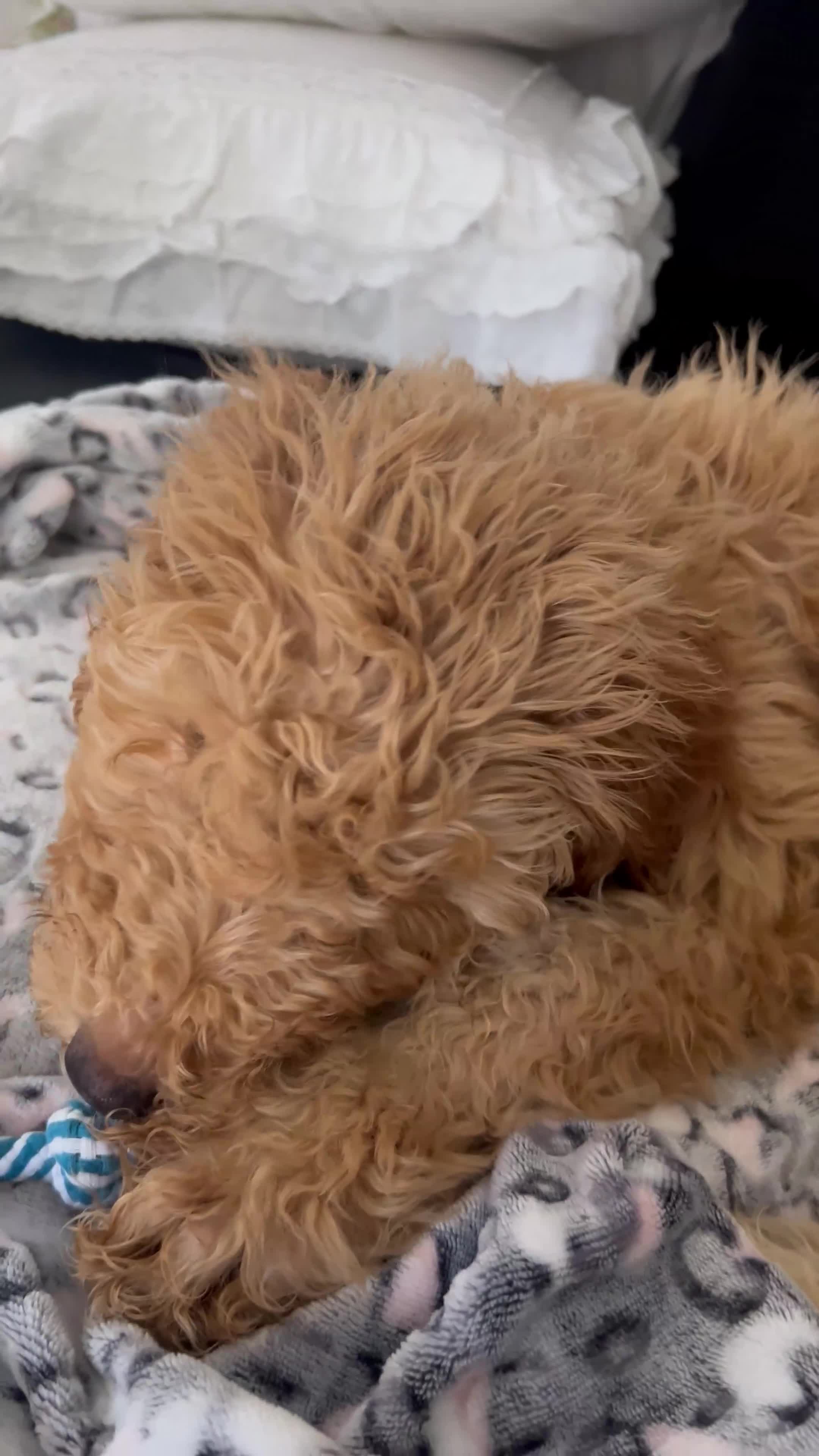 Goldendoodle dogs for sale: Goldendoodle Puppy 2 - Video 1