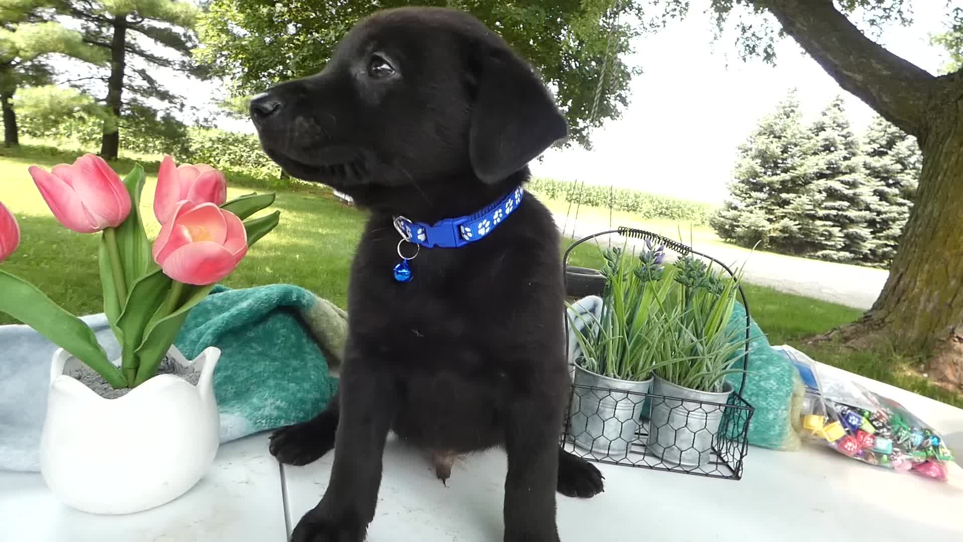 Sheprador dogs for sale: Sheprador 2 Cooper - Video 1