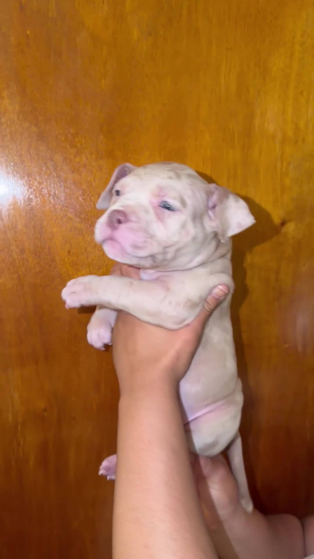 American Bully dogs for sale: Merle female 1  - Video 1