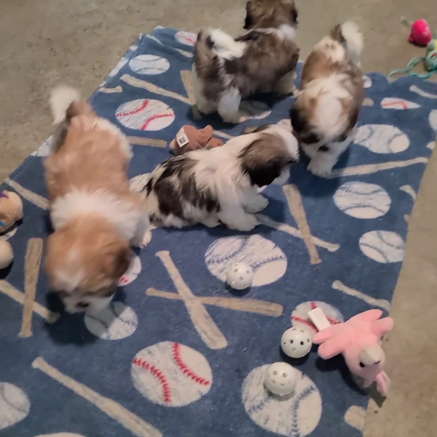 Shih Tzu dogs for sale: Harlan - Video 1